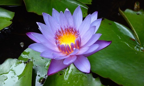 产品商标怎么查-人体结构几何体速写、一亩桃树能产多少桃胶 -康妇炎胶囊化瘀行滞是什么意思网
